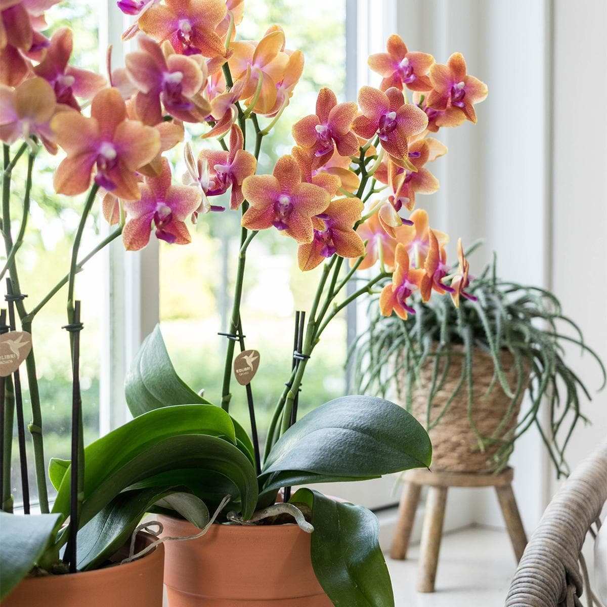 Kolibri Orchids | Orange duftende Phalaenopsis Orchidee im terrakottafarbenen Scandic Topf - Topfgröße Ø12cm Schmetterlingsorchideen Orchidaceae - grüne-wurzel