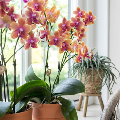 Kolibri Orchids | Orange duftende Phalaenopsis Orchidee im terrakottafarbenen Scandic Topf - Topfgröße Ø12cm Schmetterlingsorchideen Orchidaceae - grüne-wurzel