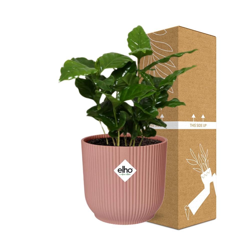 Coffea Arabica in ELHO Vibes Fold 14cm roze - grüne-wurzel