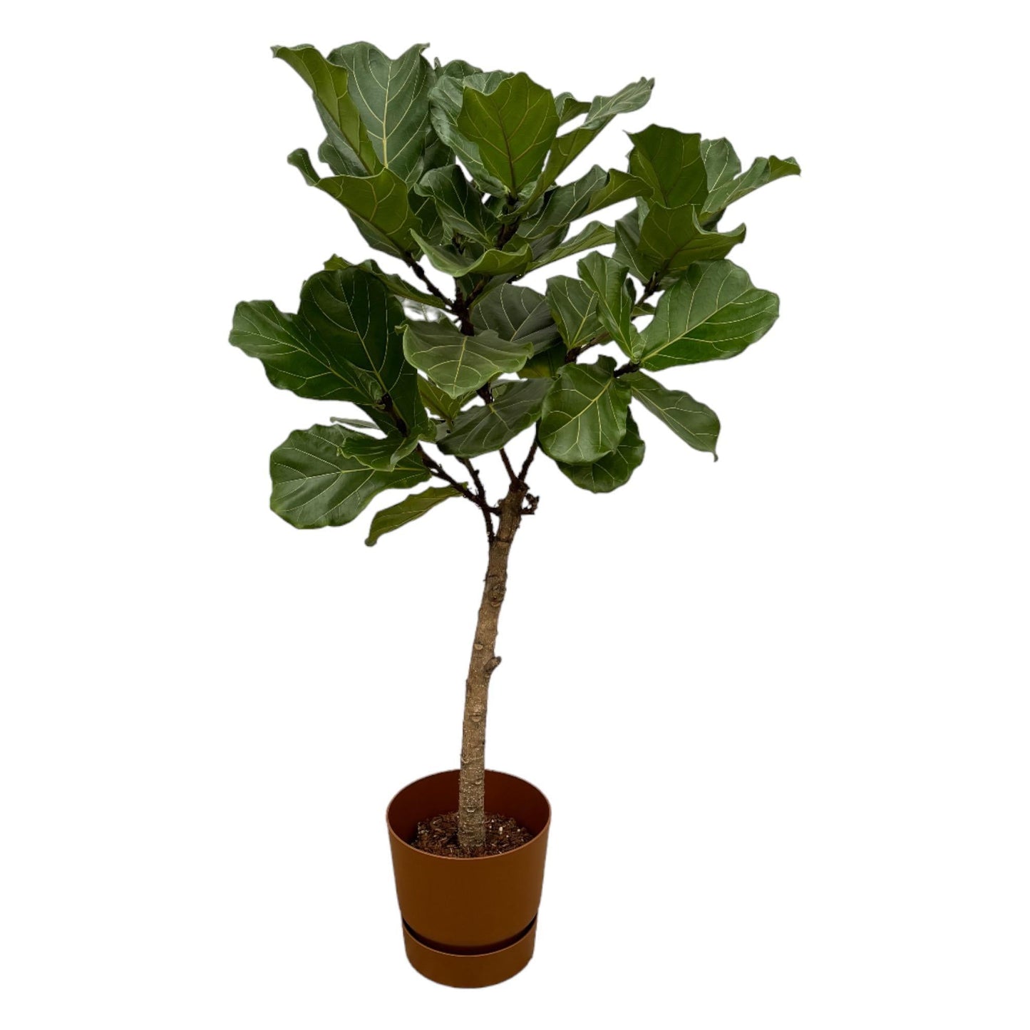 Ficus Lyrata Stamm mit Elho Topf in verschiedenen Farben - 160cm - Ø30cm - Zimmerpflanze -große Zimmerpflanzen - Geigenfeige