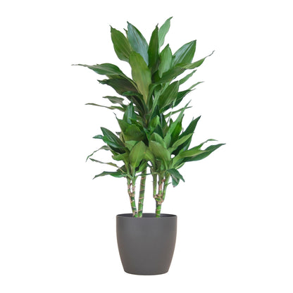 Dracaena Janet Lind mit Topf oder Korb  – 95cm Ø21 – Drachenbaum – Zimmerpflanze groß