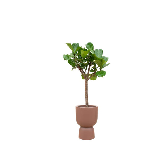 Ficus Lyrata – 210 cm Ø41 cm – XXL Zimmerpflanze – Geigenfeigenbaum mit elho Pure Coupe Topf in mehreren Farben