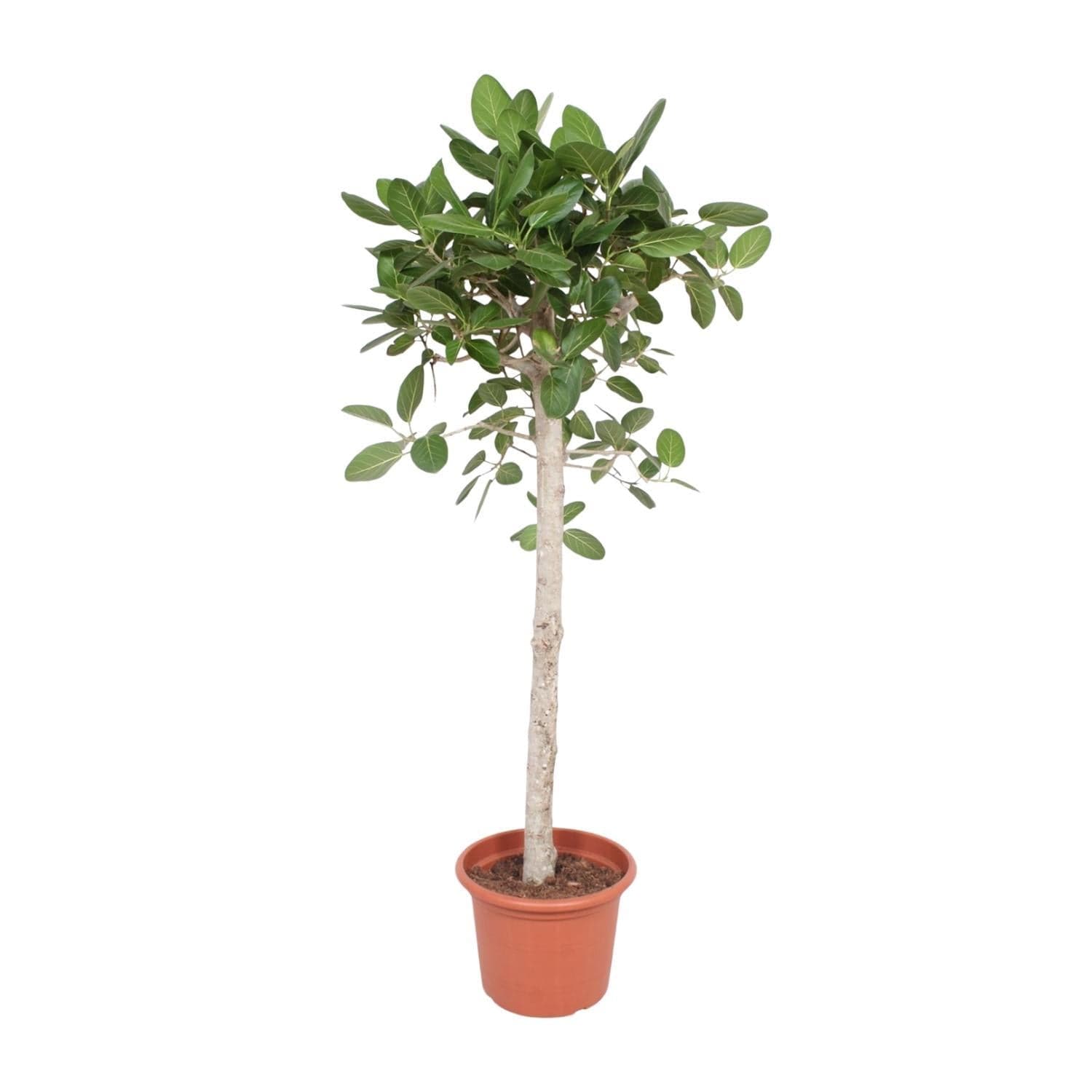 Ficus Benghalensis Banyan Feigenbaum - Zimmerpflanze - 180 cm - Ø40 cm Topf - grüne-wurzel