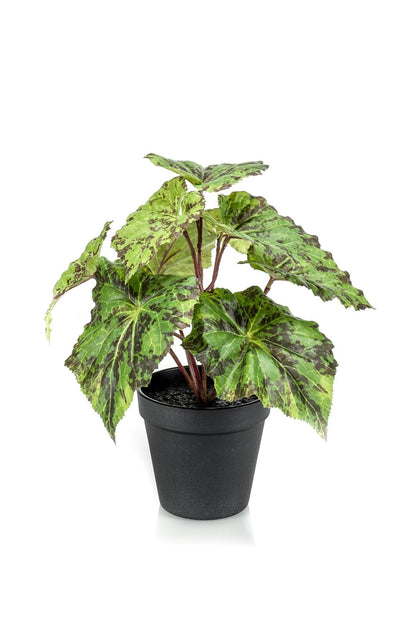 Begonia Rex Kunstpflanze - Königsbegonie - 25 cm - Zimmerpflanze -  künstliche Pflanze wie echt - grüne-wurzel