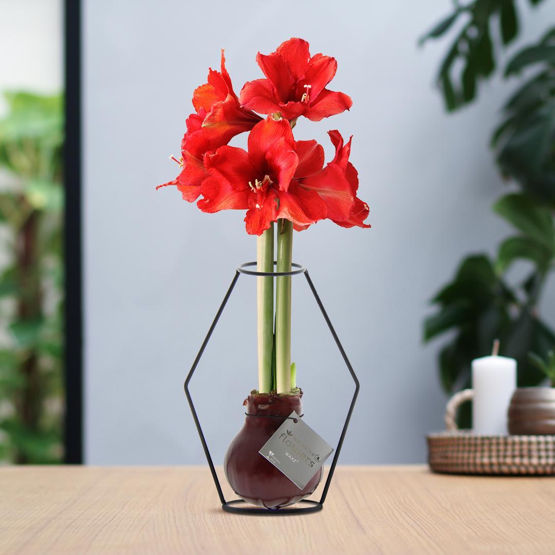 Amaryllis No Water Flowers Wachsblume - Pflegeleichte Blühende Zimmerpflanze Modern Style Rot Weiß