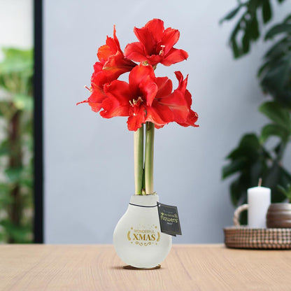 Amaryllis rote No Water Blumen Weihnachts Design Pflegeleichte Zimmerpflanze 3 Farben Blühend - Weiß Dunkelgrün Bordeaux Weihnachtsgeschenk Weihnachtsdekoration Pflanze für Weihnachten