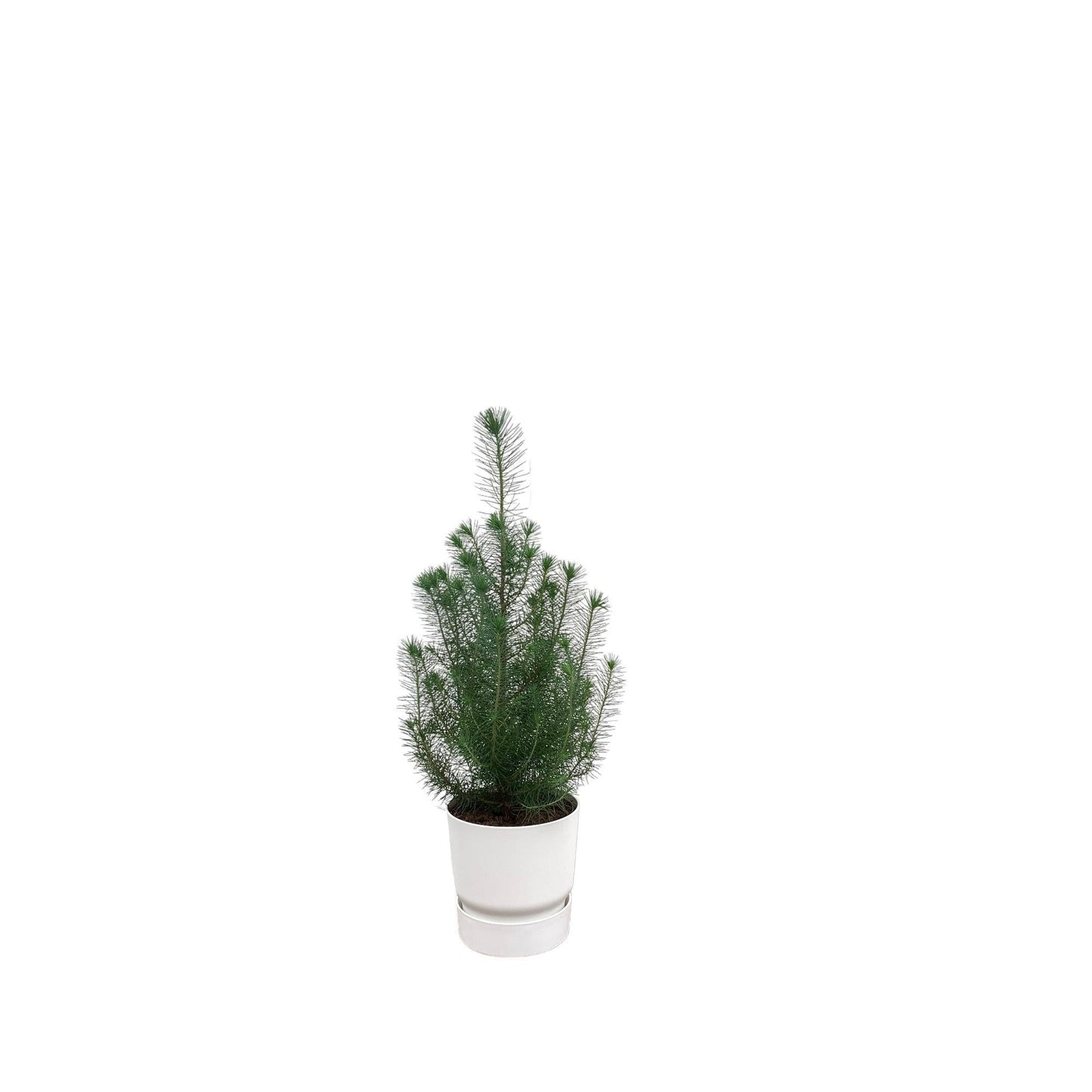 Pinus Pinea mit Topf in verschiedenen Variationen - Silver Crest 50 cm -  Ø18 - Mittelmeer Kiefer Zimmerpflanze - immergrüne Pflanze