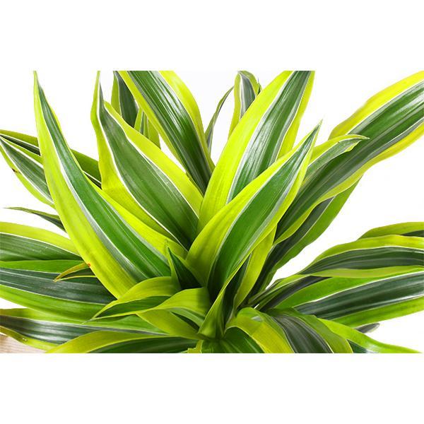 Dracaena Lemon Lime mit Topf - Zimmerpflanze - Ø21cm, ↕65cm - Drachenbaum - grüne-wurzel