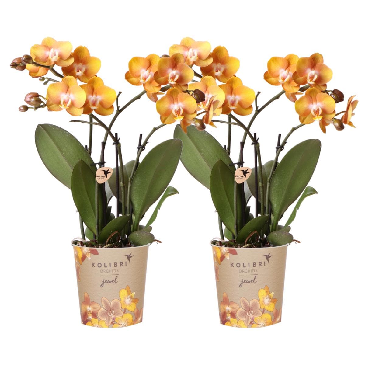 Kolibri Orchids | KOMBI ANGEBOT von 2 Phalaenopsis Orchideen Orchidaceae Las Vegas | Zimmerpflanze Ø12cm | Schmetterlingsorchidee blühend in Orange Gelb - grüne-wurzel