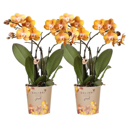 Kolibri Orchids | KOMBI ANGEBOT von 2 Phalaenopsis Orchideen Orchidaceae Las Vegas | Zimmerpflanze Ø12cm | Schmetterlingsorchidee blühend in Orange Gelb - grüne-wurzel