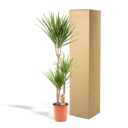 Dracaena Marginata – 120 cm Ø21 cm – Zimmerpflanze – XXL Zimmerpflanzen – Drachenbaum