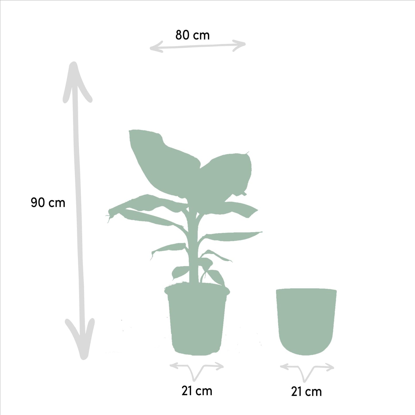 Musa Dwarf Cavendish - Ø21cm - ↕90cm + Topf Mayk Lead - grüne-wurzel