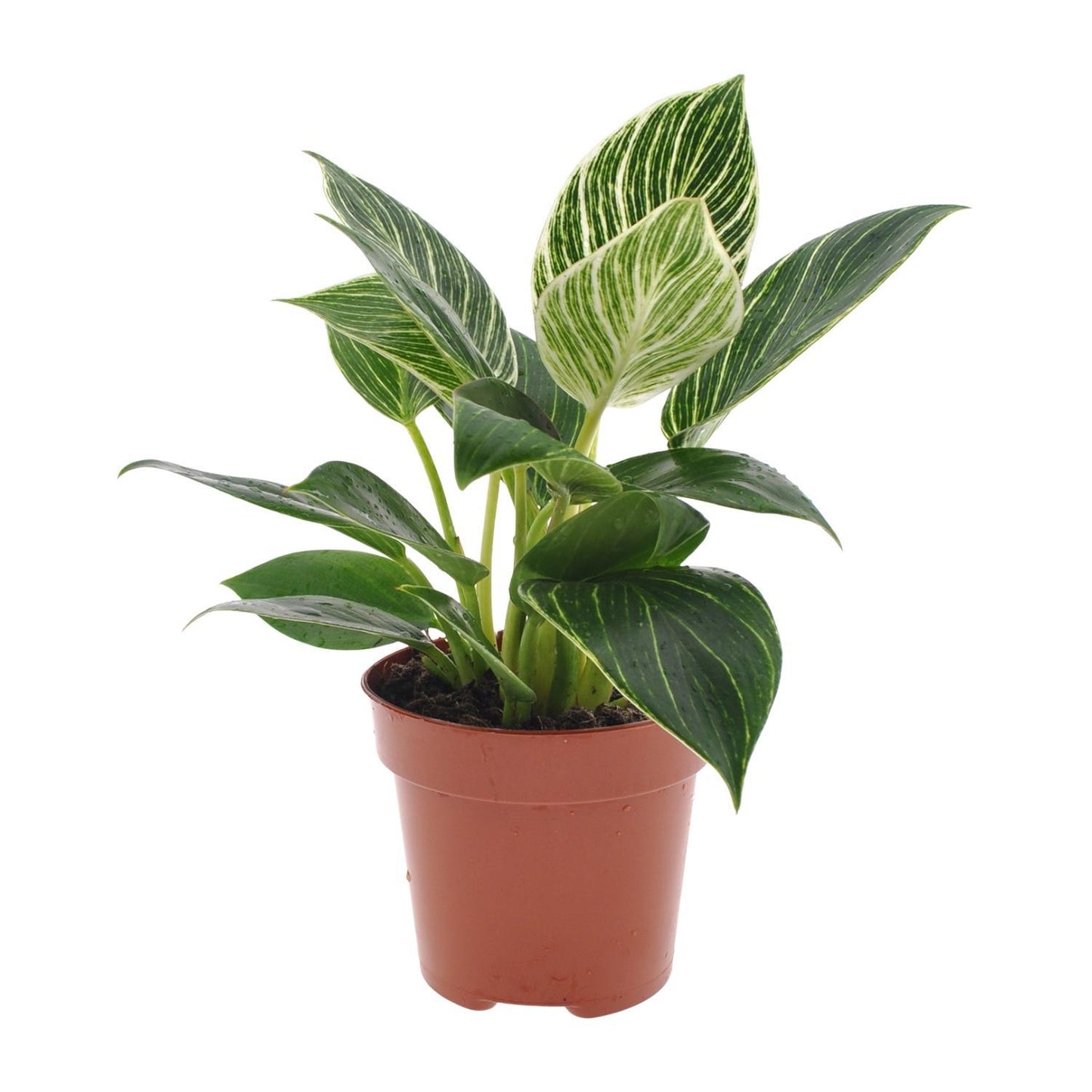 Philodendron White Wave - Philodendron Birkin - Zimmerpflanze - Ø12cm - Höhe 25cm - grüne-wurzel