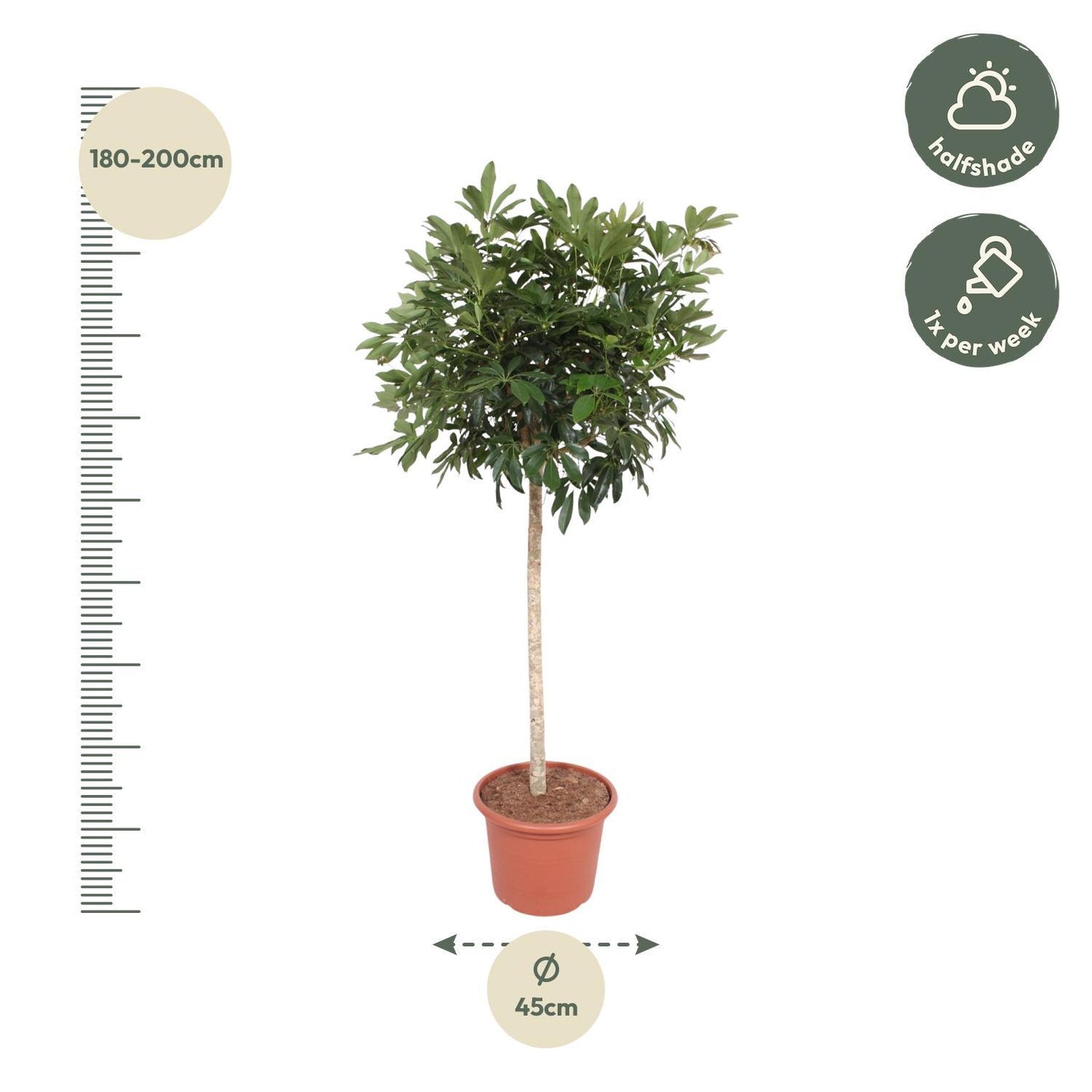 Schefflera Arboricola Compacta Baum – 190 cm ø45 – Zimmerpflanze groß – Zwergschirmbaum – Große Zimmerpflanze