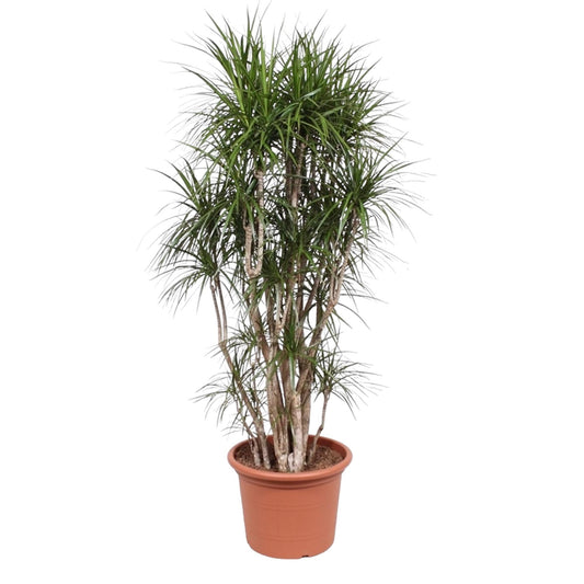 Dracaena Marginata verzweigt – 210 cm Ø50 cm – Zimmerpflanze – XXL Zimmerpflanzen