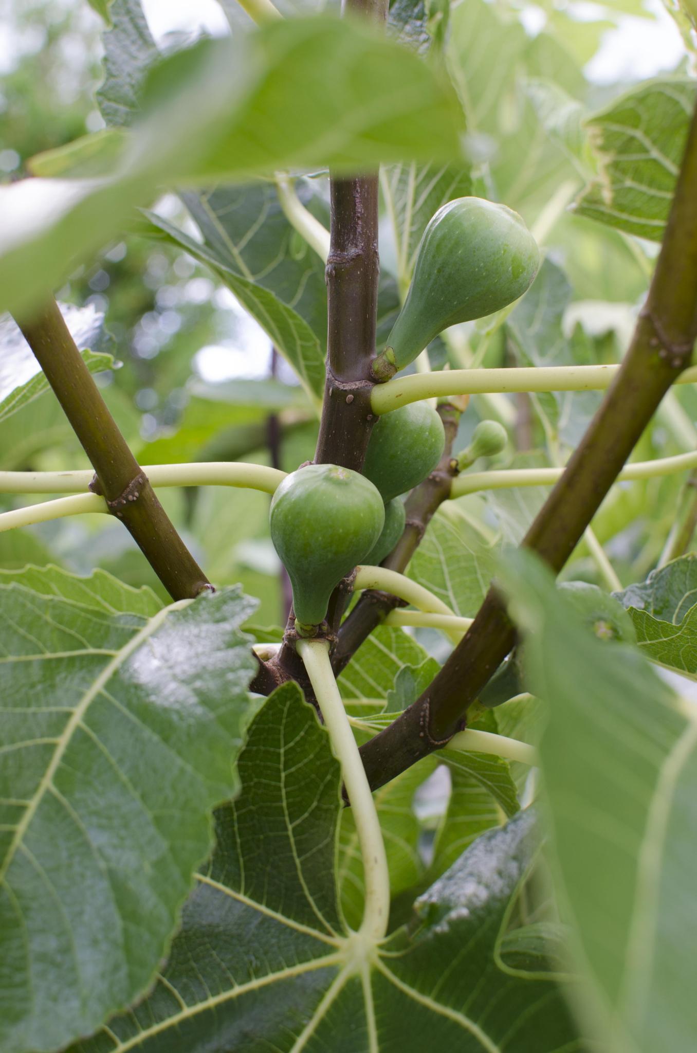 Ficus Gustissimo Perretta - Bio Feigenbaum - Ø13cm - Höhe 45cm - 100% Bio - Gartenpflanze - grüne-wurzel