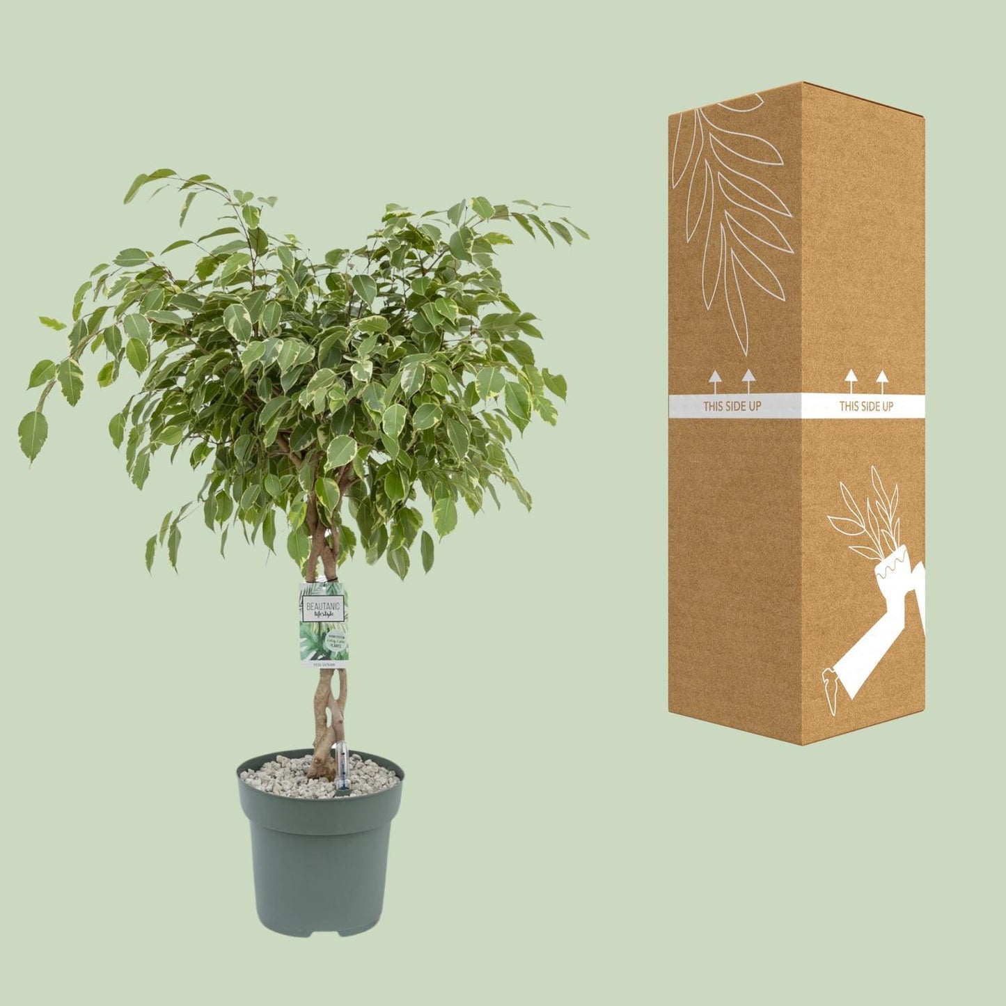 Ficus Safrana - Ficus Benjamina - Golden King - Ø27cm - Höhe 100cm - Zimmerpflanze - grüne-wurzel