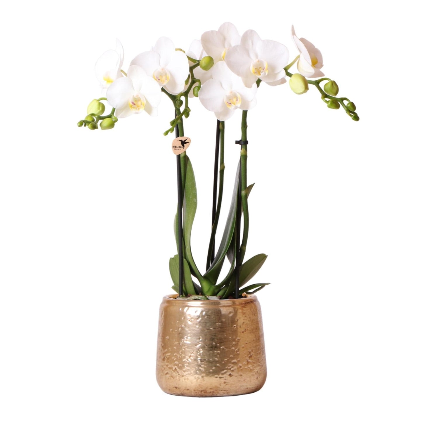 Kolibri Orchideen weiße Phalaenopsis Orchidee Amabilis + Luxus Ziertopf gold Topfgröße Ø9cm 40cm hoch blühende Zimmerpflanze im Blumentopf frisch vom Züchter - grüne-wurzel