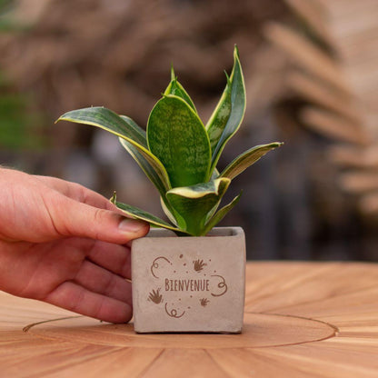 Sansevieria Bogenhanf "Bienvenue" - Pflegeleichte Zimmerpflanze im Congreetz® Plantpot - Grünes Willkommensgeschenk