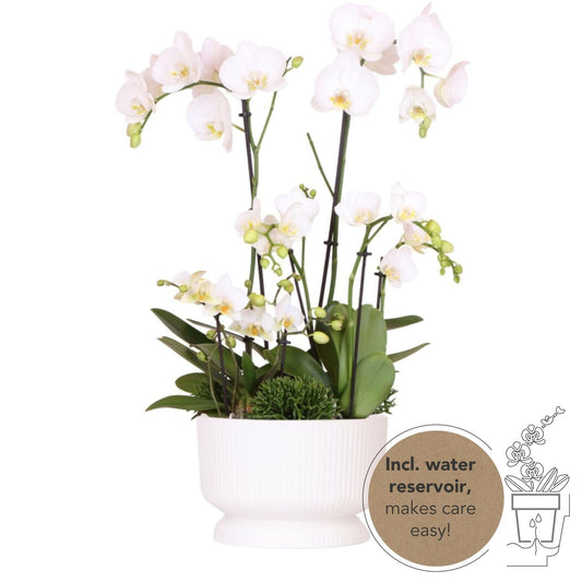 Kolibri Orchids | Weißes Pflanzenset in weißer Diabolo-Schale inkl. Wasserreservoir | Drei weiße Phalaenopsis Orchideen und drei Grünpflanzen | Feldstrauß weiß - Zimmerpflanze Schmetterlingsorchideen - grüne-wurzel