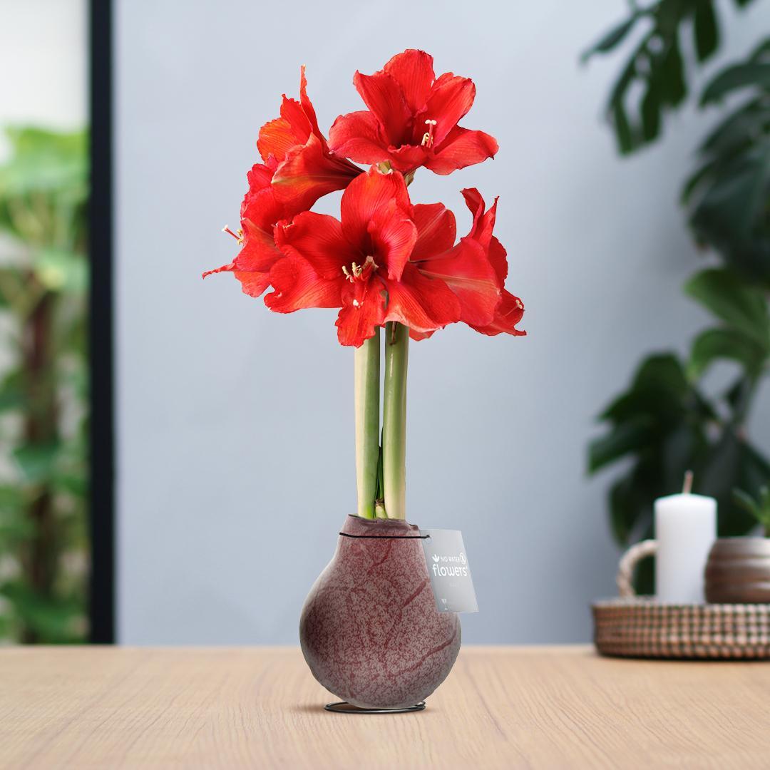 Amaryllis rote No Water Blumen Marmor Design Pflegeleichte Zimmerpflanze 3 Farben Blühend - Bordeaux Dunkelgrün Schwarz Marmorierung