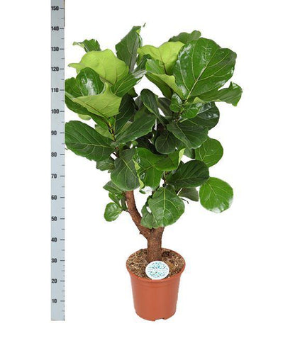 Ficus Lyrata verzweigt mit natürlichem Korb - Zimmerpflanze - Ø27cm ↕130cm - Geigenfeige - grüne-wurzel