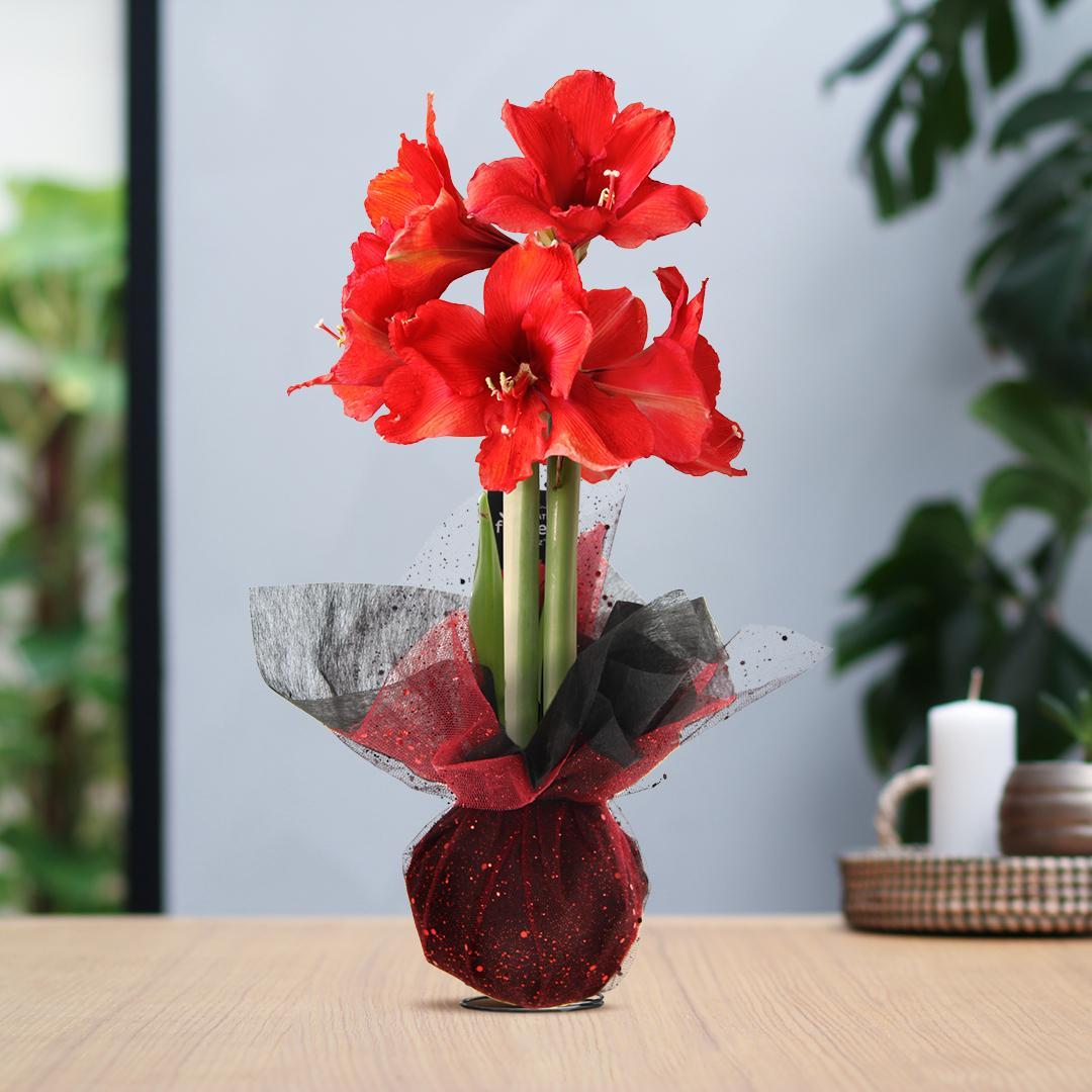 Amaryllis No Water Flowers Wachsblume mit Geschenk Tuch  - Pflegeleichte Blühende Zimmerpflanze Rot Gold