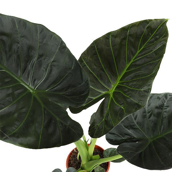 Alocasia Regal Shield mit Topf - Alocasia - Zimmerpflanze - Ø21cm, ↕100cm - Schildblatt - grüne-wurzel