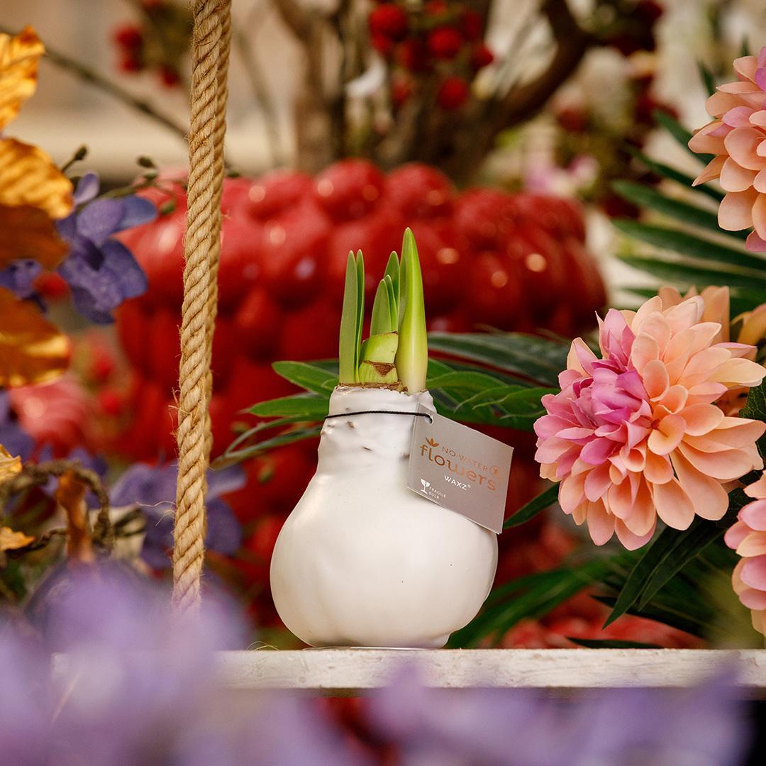 Amaryllis No Water Blumen Wachs Weiß - Pflegeleichte Blühende Zimmerpflanze Weiße Blume mit Wachs Schicht