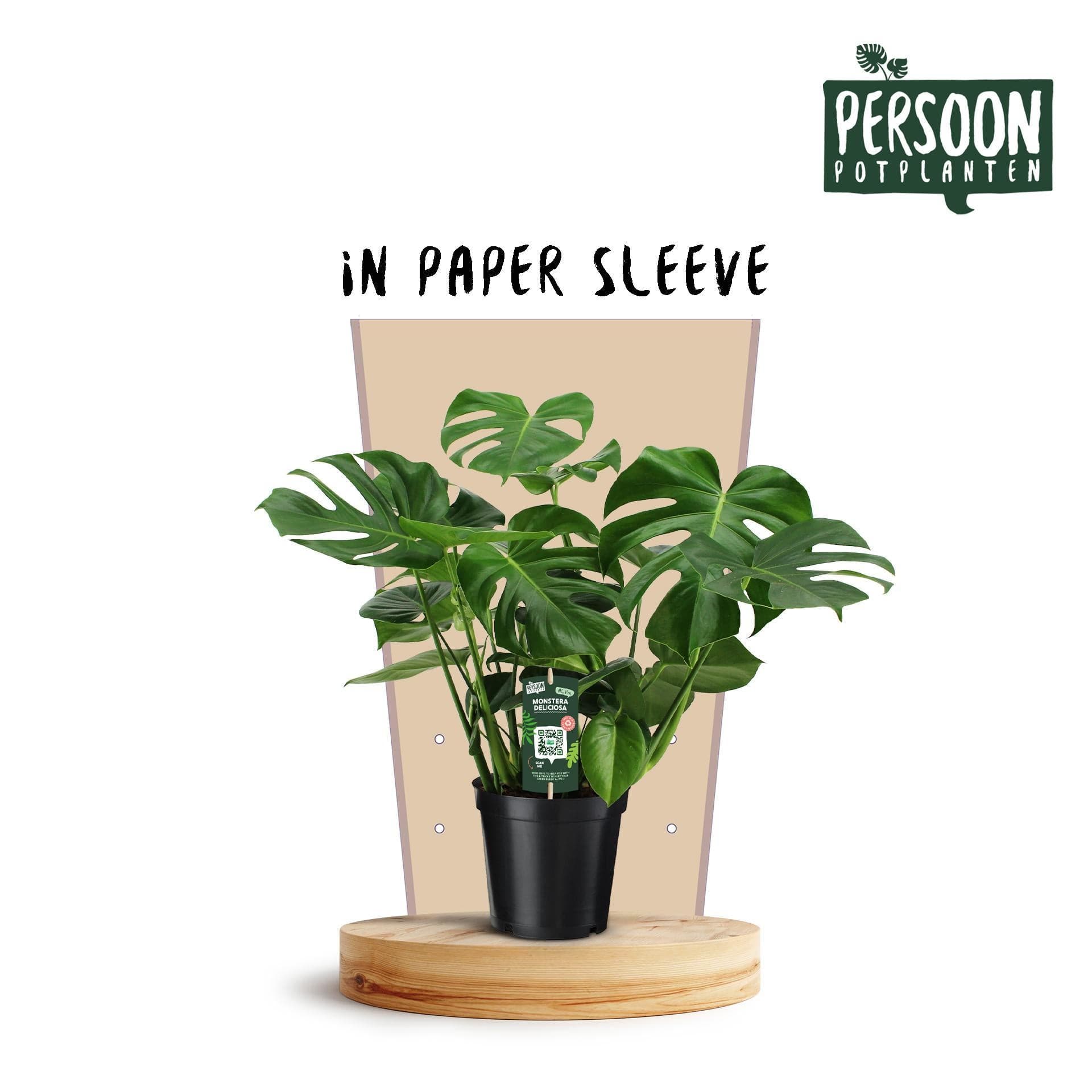 Monstera Deliciosa Zimmerpflanze - 75cm, Ø21cm, im Papier Sleeve - grüne-wurzel