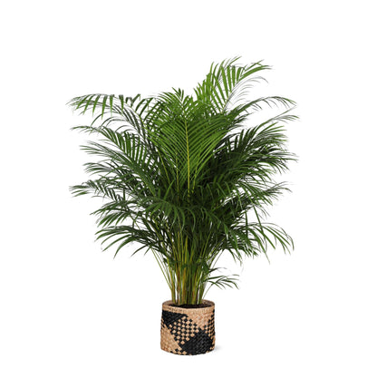 Dypsis Lutescens mit Topf in verschiedenen Farben - Areca Palme - Zimmerpflanze - Ø27cm - ↕160cm - Schmetterlingspalme