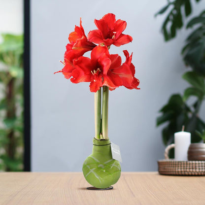 Amaryllis rote No Water Blumen Pastell Design Pflegeleichte Zimmerpflanze 3 Farben Blühend - Lila Grün Rosa mit Muster