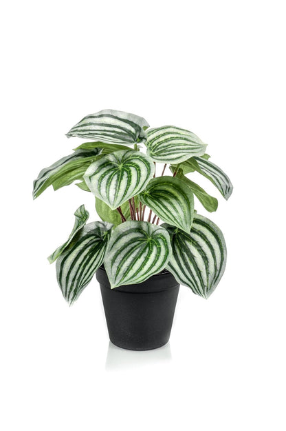 Peperomia Argyreia Kunstpflanze - Wassermelonen Peperomia - 25 cm - Zimmerpflanze - künstliche Pflanzen wie echt - grüne-wurzel