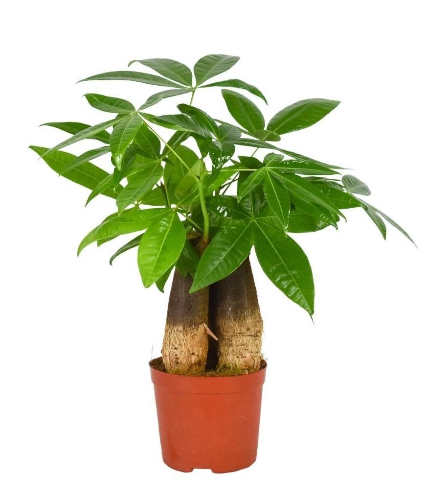 3er-Set perfekt für Pflanzen-Anfänger: pflegeleichte und coole Zimmerpflanzen - Mehr Grün, Mehr Leben. Sansevieria Zeylanica, Pachira Aquatica (3 Stämme), Ficus Ginseng Bonsai - grüne-wurzel