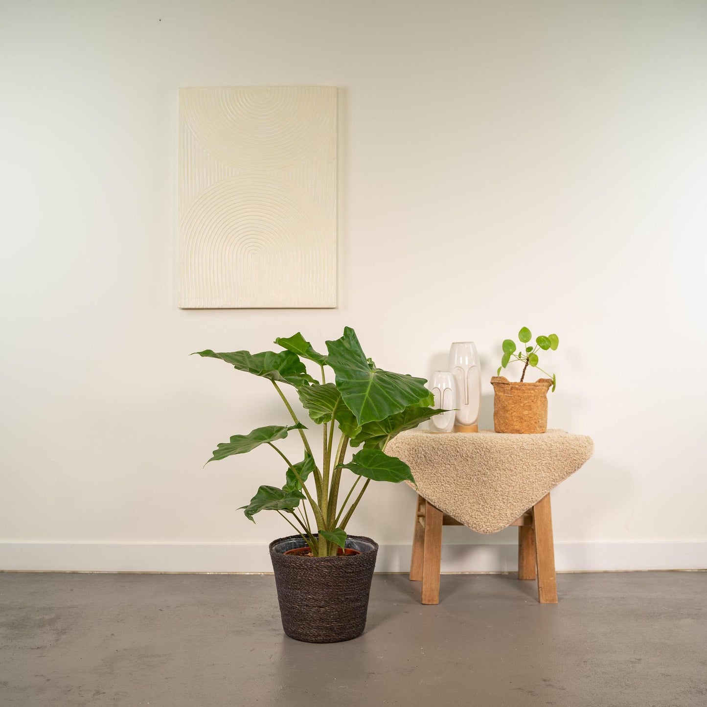 Alocasia Portodora - Ø21cm - ↕80cm + Korb Igmar - grüne-wurzel