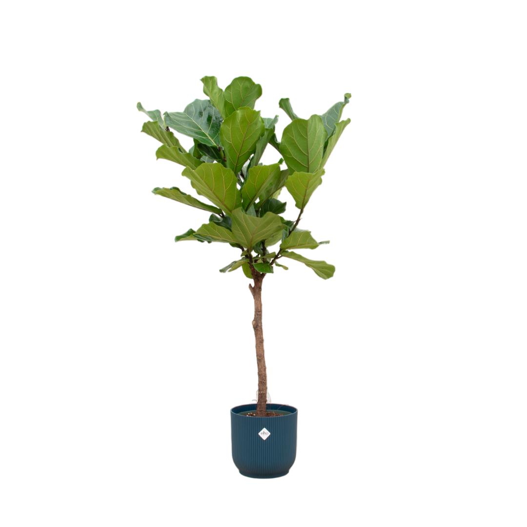 Ficus Lyrata Stamm mit Elho Topf in verschiedenen Farben - 160cm - Ø30cm - Zimmerpflanze -große Zimmerpflanzen - Geigenfeige