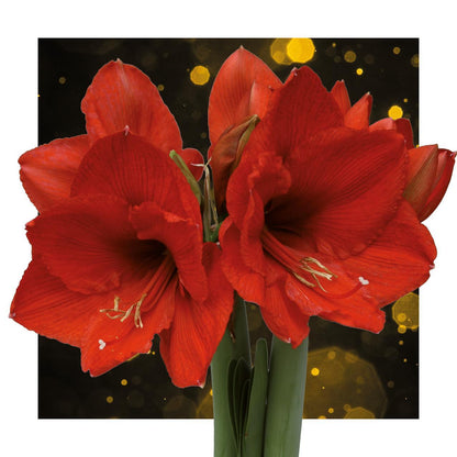 Amaryllis No Water rote Blumen Universum Style - Pflegeleichte Blühende Zimmerpflanze in 6 Wachs Farben Blau Grün Pink Braun Bordeaux Rot Schwarz Gold