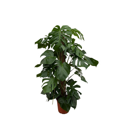 Monstera Pertusum Fensterblatt Zimmerpflanze - 120cm, Ø24cm Topf - grüne-wurzel