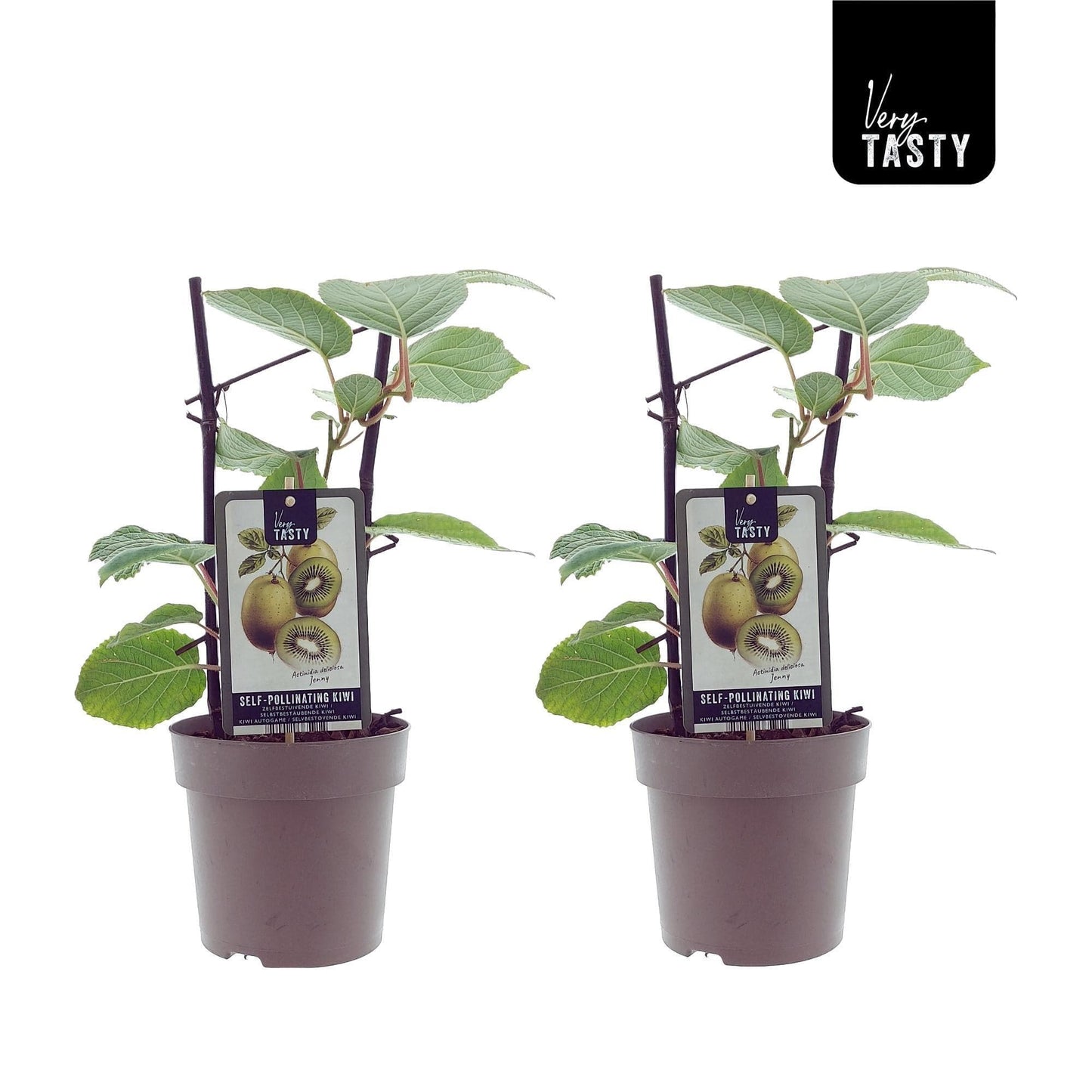 2x Selbstfruchtende Kiwipflanze Actinidia deliciosa Jenny Gartenpflanze 40 cm im Topf Ø15 cm Actinidiaceae Strahlengriffelgewächse 2er Set - grüne-wurzel