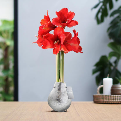 Amaryllis No Water rote Blumen in Weihnachts Glitzer Design - Pflegeleichte Zimmerpflanze in 7 Farben Weihnachten Stil