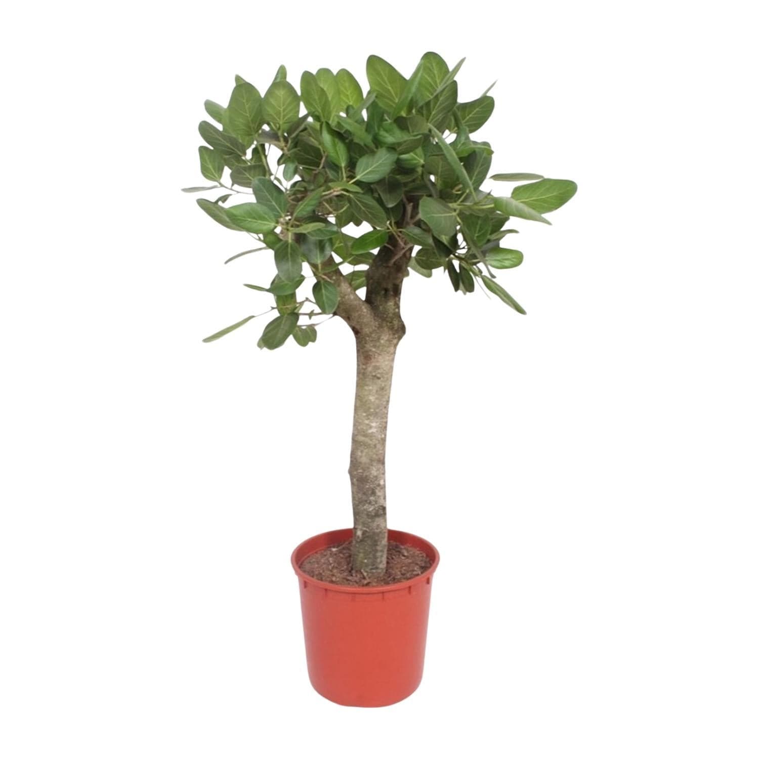 Ficus Benghalensis Banyan Feigenbaum - Zimmerpflanze - 150 cm - Ø34 cm Topf - grüne-wurzel