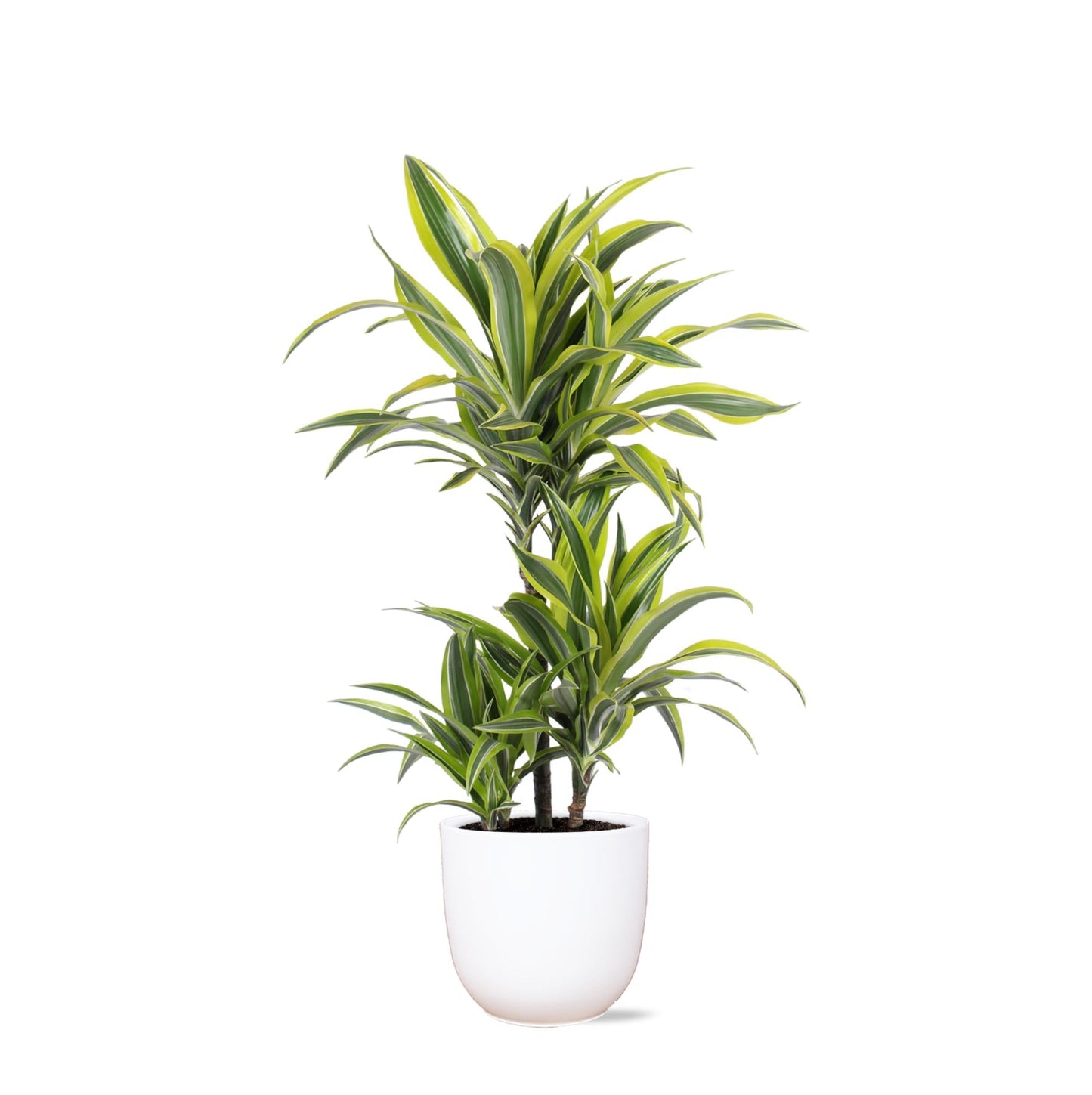 Dracaena Lemon Lime mit Topf oder Korb in verschiedenen Farben - Zimmerpflanze - Ø21cm, ↕65cm - Drachenbaum