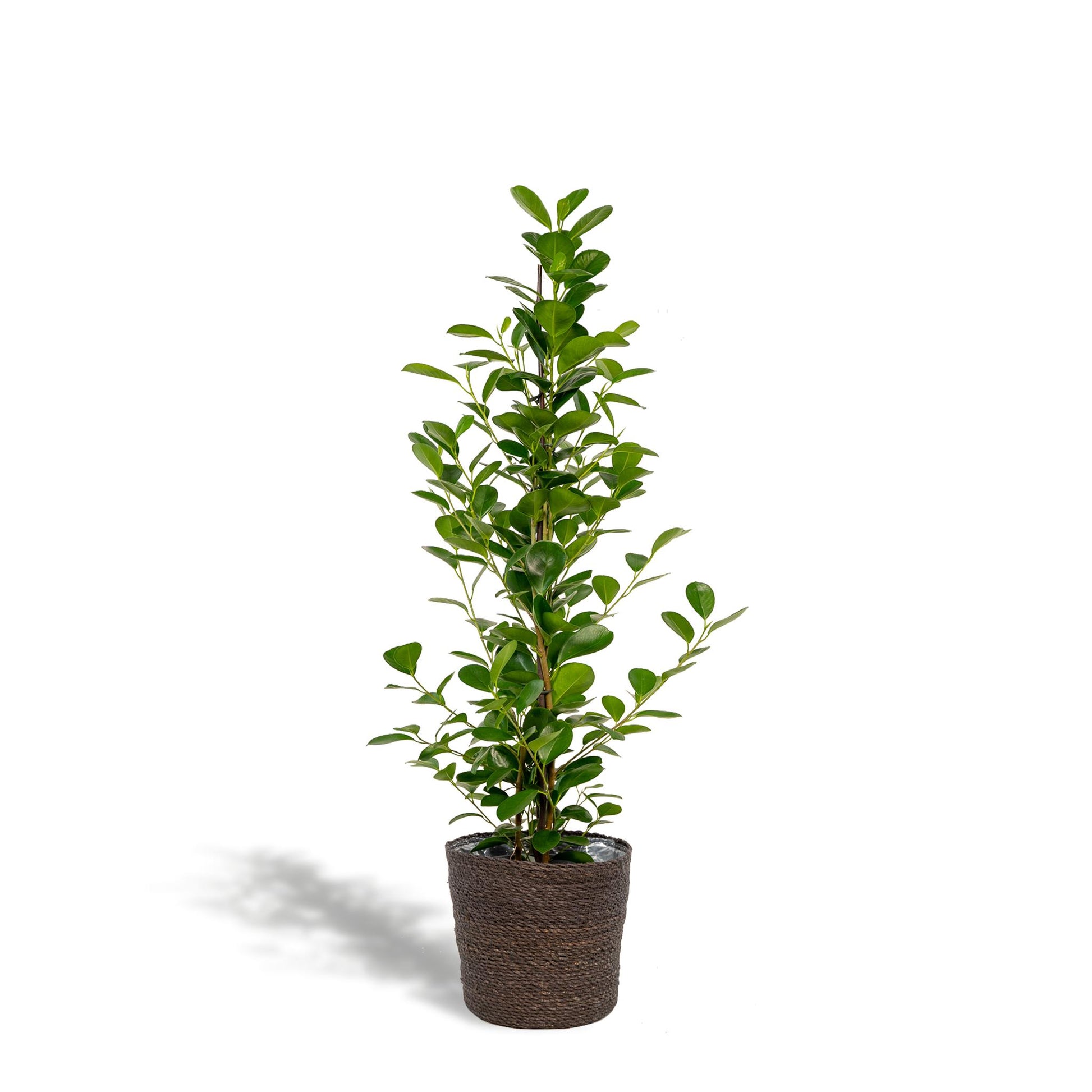 Ficus microcarpa Moclame - Ø21cm - ↕95cm + Korb Igmar - grüne-wurzel