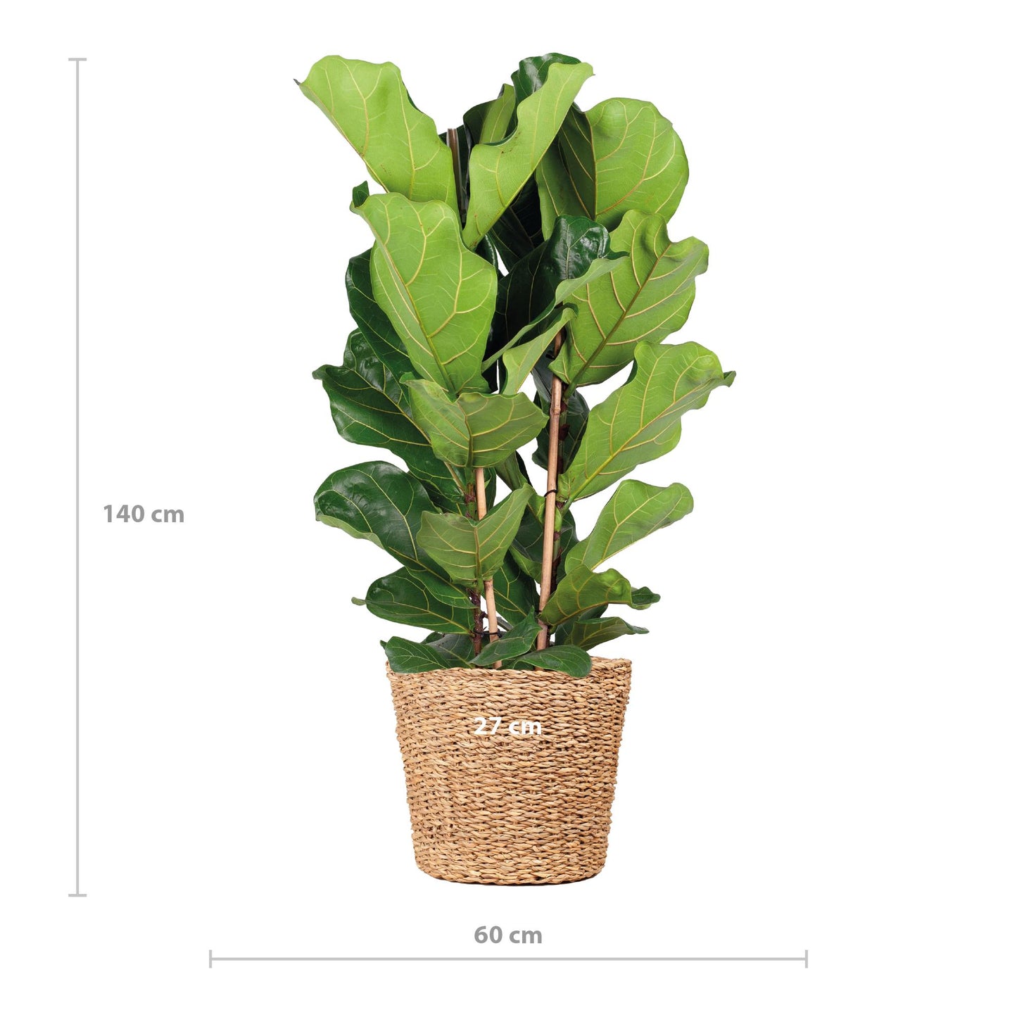 XL Ficus Lyrata mit Korb Torun – 140cm – Ø27 – Zimmerpflanze groß – Geigenblattpflanze – Ficus