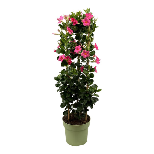 Mandevilla Sundaville Early Pink Turm Dipladenia - Durchmesser 24 cm - Höhe 95 cm - Exotische Blüten für Garten und Terrasse Gartenpflanze - grüne-wurzel