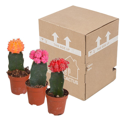 Veredelte Gymnocalycium Mihanovichii Set - 3 Farbvarianten - Pflegeleichte Kakteen für Zuhause - grüne-wurzel