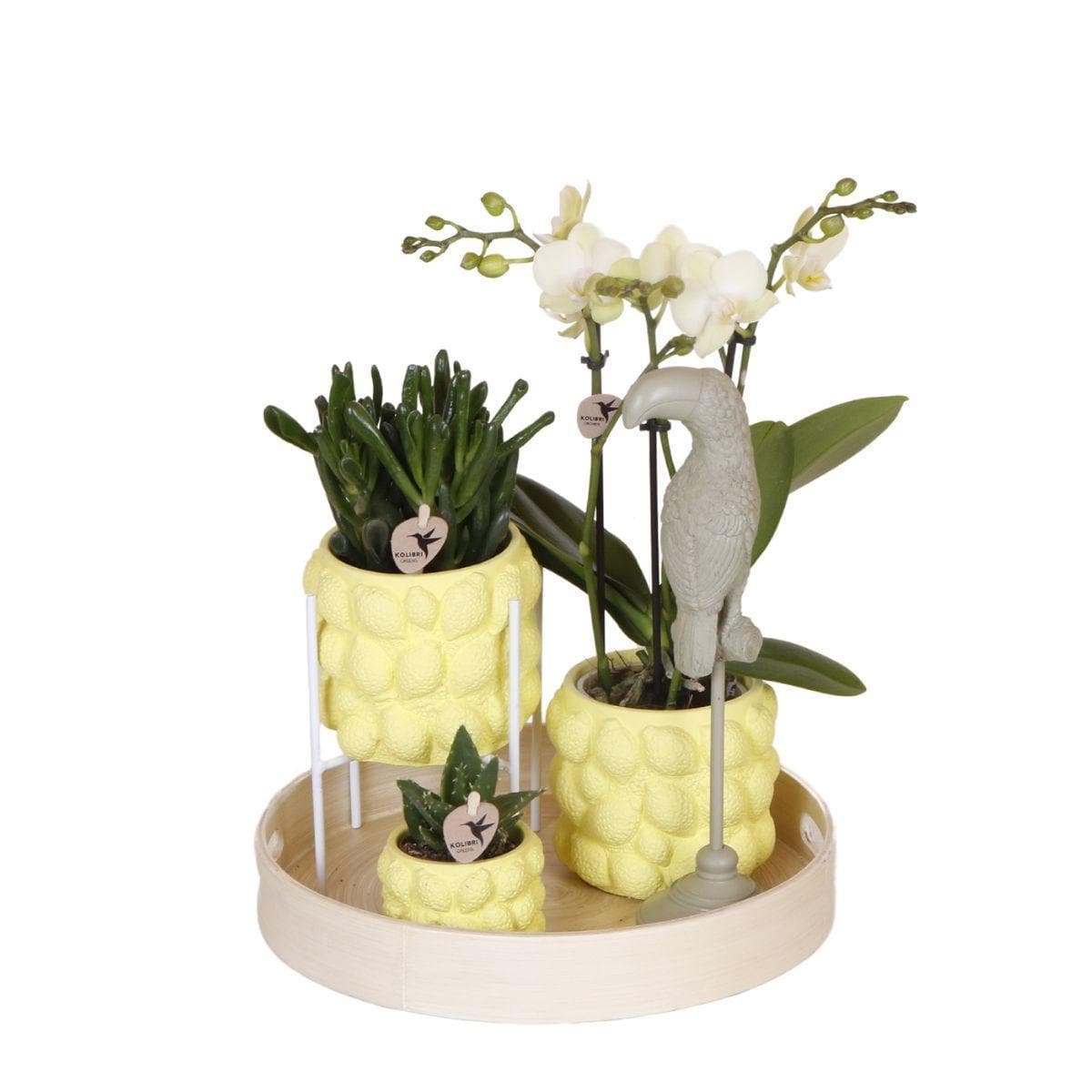 Kolibri Company | Geschenkset Optimismus Pflanzenset mit oranger Phalaenopsis Orchidee und Sukkulenten inkl. Keramik Ziertöpfe - grüne-wurzel