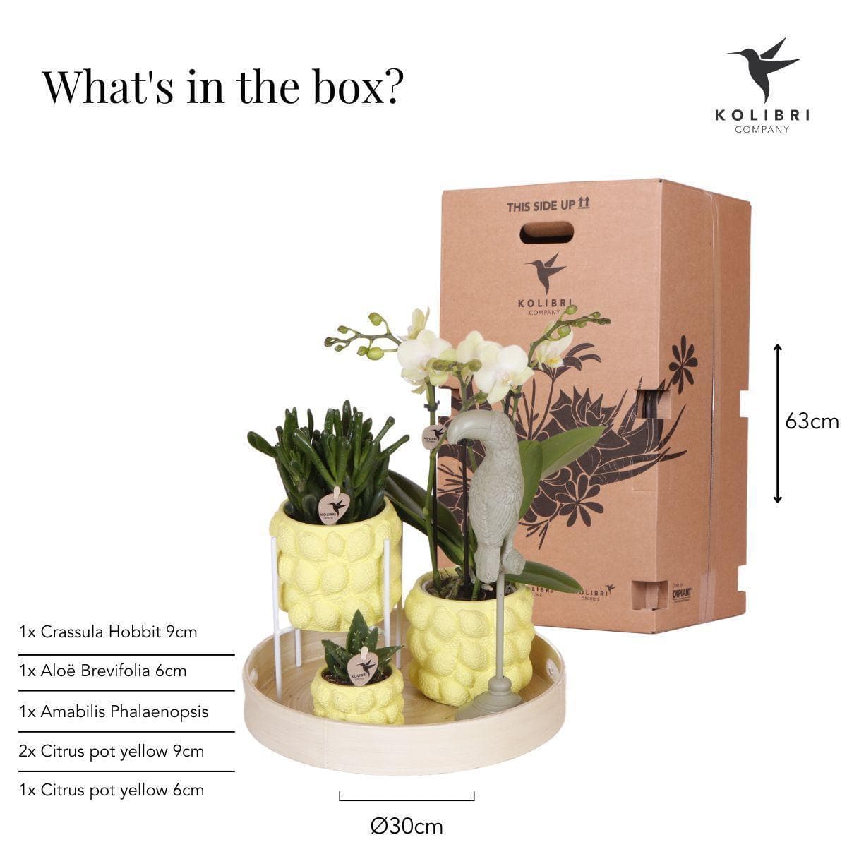 Kolibri Company | Geschenkset Optimismus Pflanzenset mit oranger Phalaenopsis Orchidee und Sukkulenten inkl. Keramik Ziertöpfe - grüne-wurzel