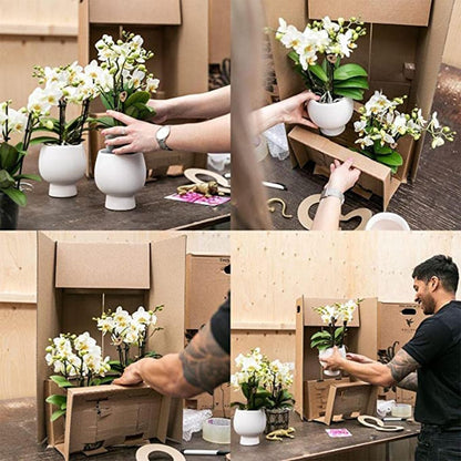 Kolibri Company | Geschenkset Optimismus Pflanzenset mit oranger Phalaenopsis Orchidee und Sukkulenten inkl. Keramik Ziertöpfe - grüne-wurzel