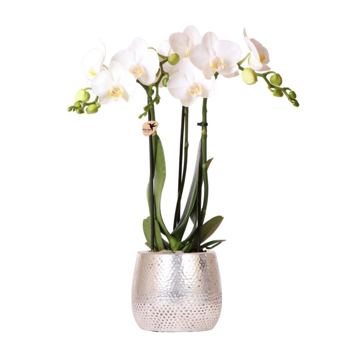 Kolibri Orchids | weiße Phalaenopsis Orchidee - Amabilis + Elite Topf silber- Topfgröße Ø9cm - 35cm hoch | blühende Zimmerpflanze - frisch vom Züchter - grüne-wurzel